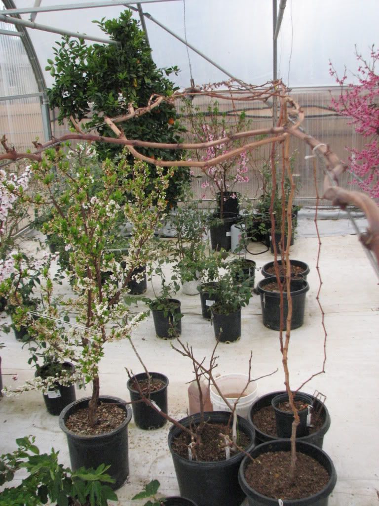 potted grapes feb 2010 photo Grapes2162012002.jpg